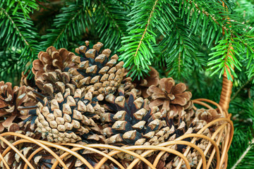 Pine cones in a basket with branches of conifer