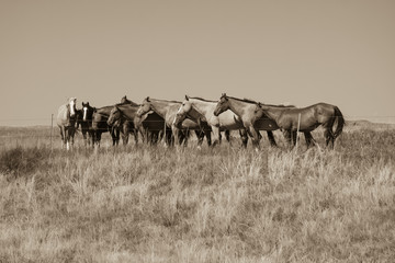 Horses behind the fence sepia tone