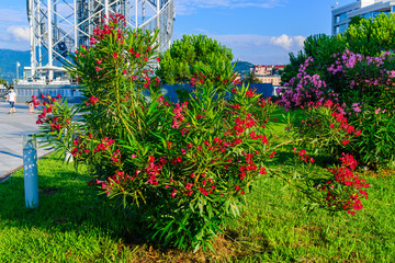 Nerium oleander in bloom, Batumi