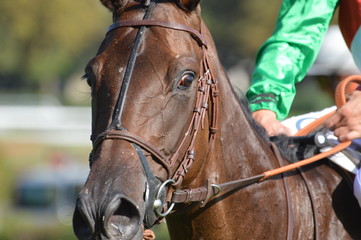 Obraz premium cheval de courses