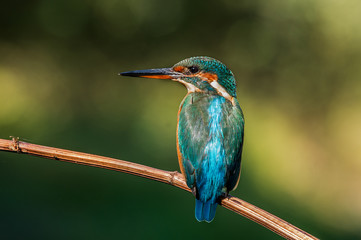 kingfisher
