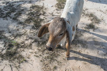 Fototapeta premium The cow in the field After harvest In Southeast Asia, thailand