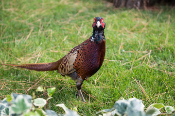 Wildlife 
