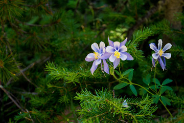 Wild Beauty