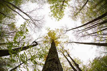 Forest fisheye