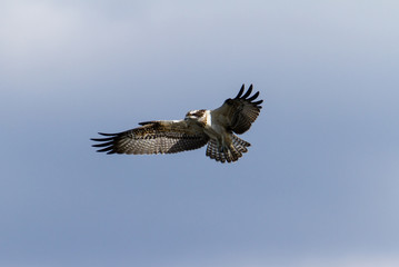 Fischadler im Flug