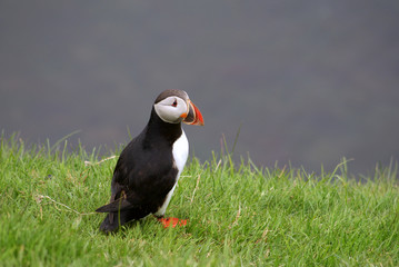 Puffin