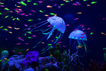 Fototapeta na wymiar Colorful fish and jellyfish.