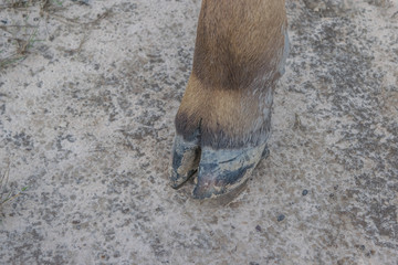 The legs of a cow standing on the ground.