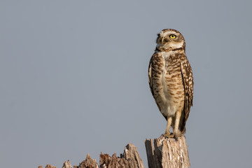Burrowing Owl