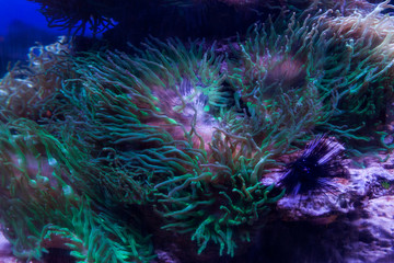 Fototapeta na wymiar Close-up of algae on the seabed.