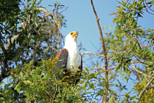 African Fish Eagle (Haliaeetus vocifer) in a Tree. Lake Mburo, Uganda