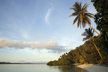 Fototapeta na wymiar Palm Trees and Beach at Raja Ampat Dive Lodge on Mansuar Island. Raja Ampat, Indonesia