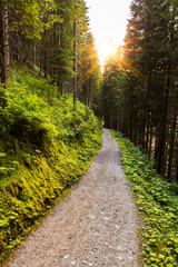 Forest Road Under Sunset Sunbeams. 