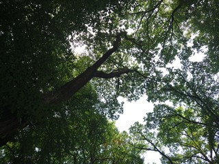 Blick in die Baumkronen