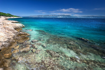 Plakat Amazing beach with cristal clean sea water with pine trees, Adriatic Sea, Istria, Croatia