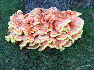 Chicken of the woods mushrooms in the wild