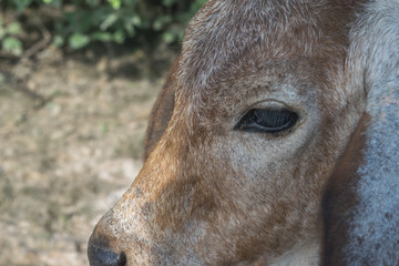 The cow in the field After harvest In Southeast Asia, thailand