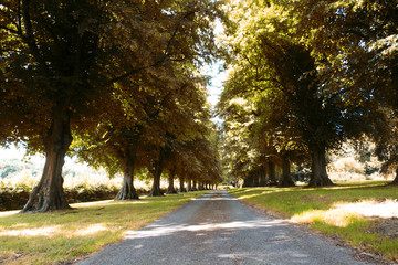 Path surrounded by trees on both sides