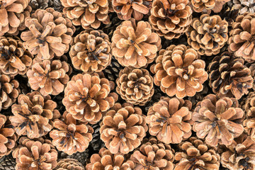 Dried pine cones background texture close-up 