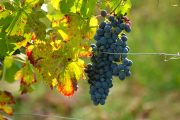 Fototapeta premium Barbera del Monferrato (AL)
