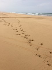 Footprints in the sand 