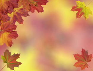 Naklejka na ściany i meble Card of bright autumn maple leaves