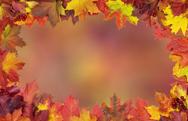 Fototapeta na wymiar card of bright autumn maple leaves