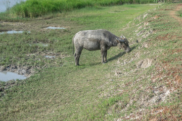Asian buffalo in rural Thailand. Asian water buffalo in the lake at Thailand.