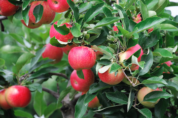 red apples on the tree