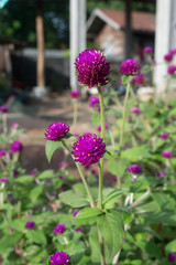 Obraz premium Globe amaranth (Gomphrena globosa) beauty flowers in Thailand