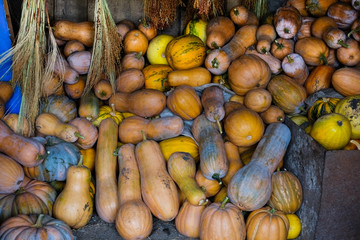 agriculture pumpkin