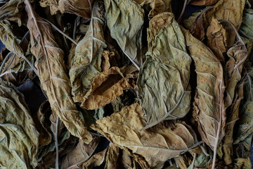 tobacco leaves are dried