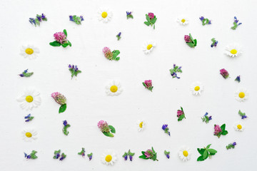Frame with field flowers clover and chamomile
