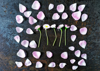 Obraz na płótnie Canvas Frame with petals of pink tea roses and daisy flowers