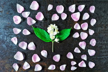 Obraz na płótnie Canvas Frame with petals of pink tea roses and jasmine flowers