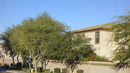 Fototapeta na wymiar Arizona warm winter in gated residential community of Metro Phoenix as seen from a public street