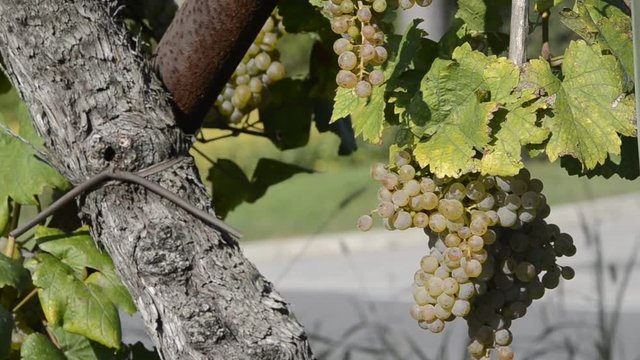 Vitis vinifera Vinova loza Common grape vine Vid Vigneto Vigne Wine cultiv&eacute;e Parra 釀酒葡萄 Weinrebe كرمة نبيذية R&eacute;va vinn&aacute; Bortermő szőlő Vino Winorośl właściwa Viță de vie Виноград культурный Vin