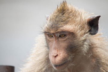 サルのポートレート