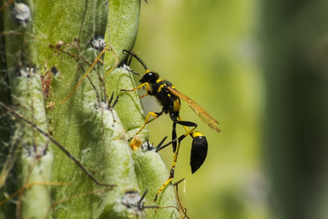 Hornet on cactus