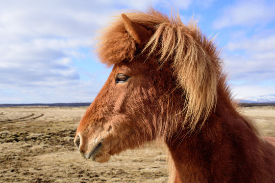 Friendly Icelandic Pony