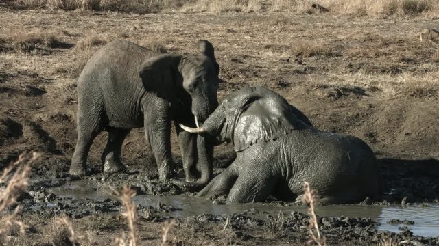 Two African elephants are playing fighting in a muddy waterhole.