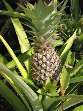 pineapple growing on plantation in Queensland, Australia