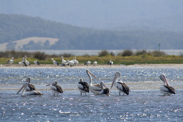  pelicans at Mallacoota, Victoria, Australia.
