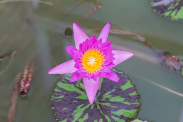 Lotus flower with green lotus leaf blurry background:Close up,se