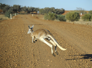 kangaroo crossing road in  outback Queensland.