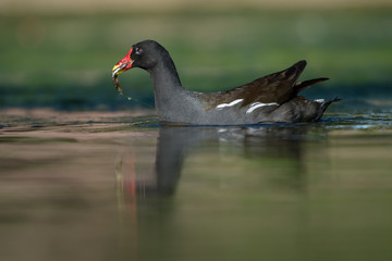 Common Moorhen, Moorhen, Gallinula chloropus
