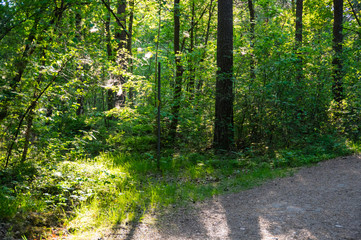 Spindelnätet i trädegrenen.