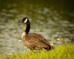 Canada Goose