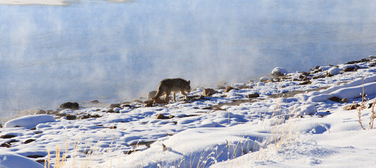 Coyote on Lake II